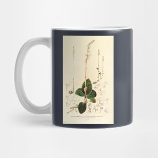 Dossinia marmorata - Botanical Illustration Mug